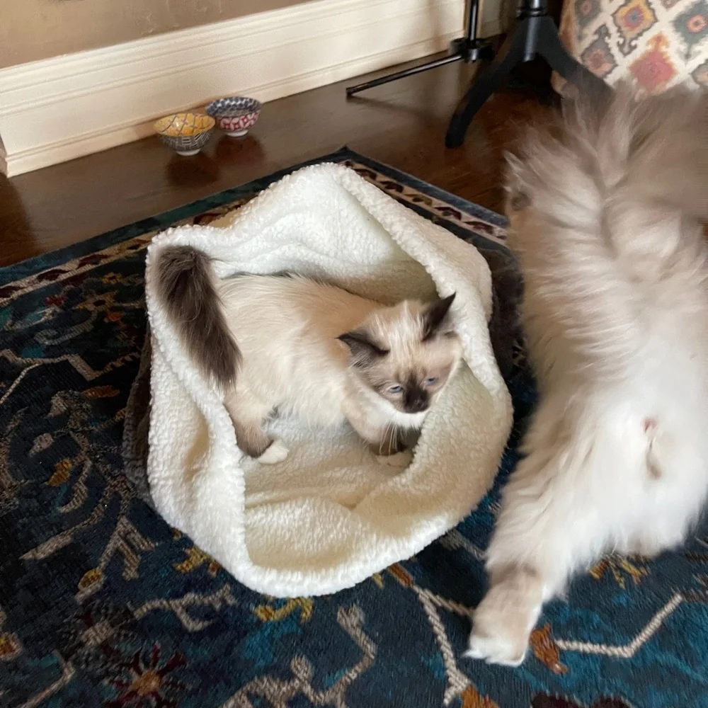 Kitty Cat Burrow Bag